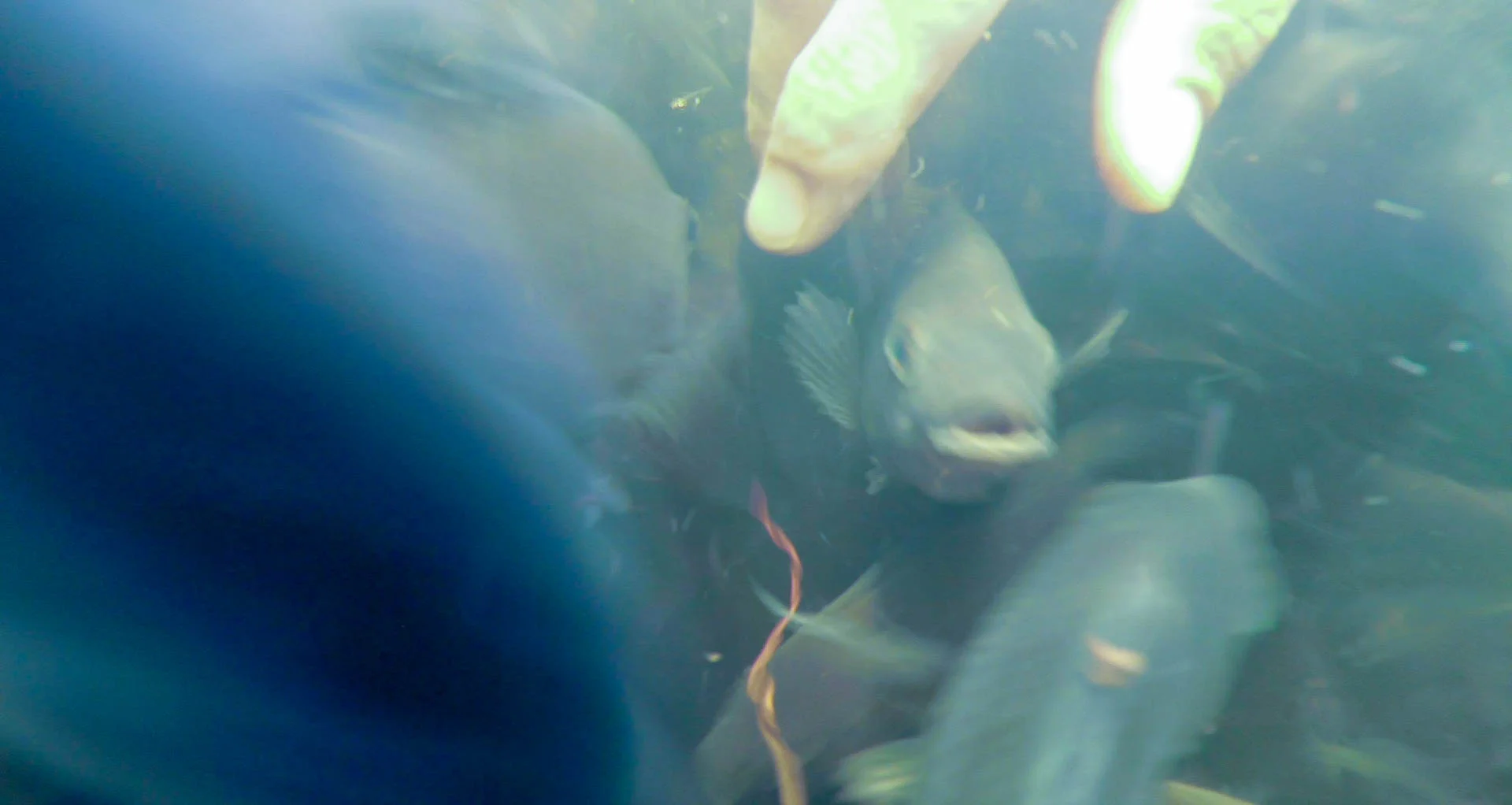 Raising Tilapia at the BRC - video still, Tom Miller
