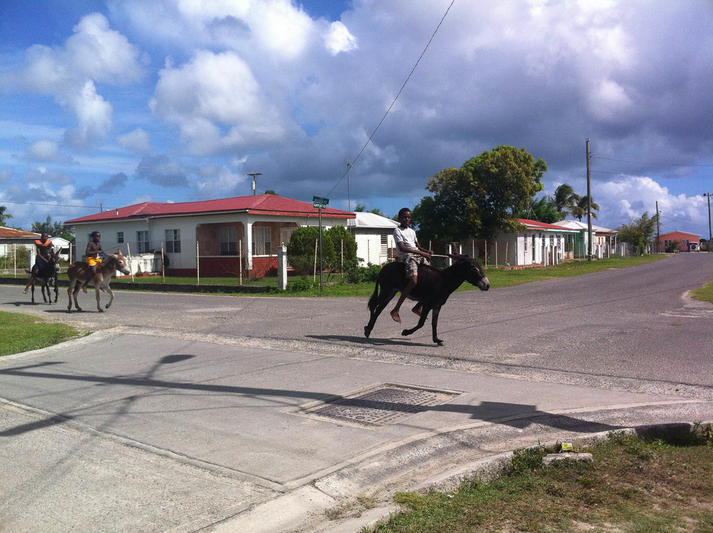 Racing Donkeys, Codrington