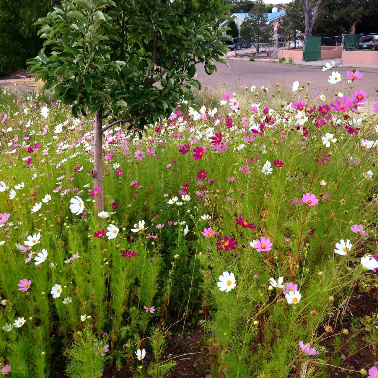 Cosmos in Bloom, Santa Fe - photo, Tom Miller