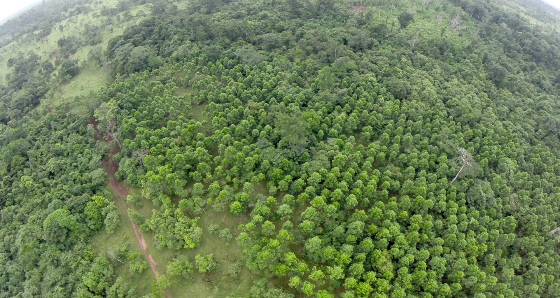 Reforestation - Quadcopter still, Tom