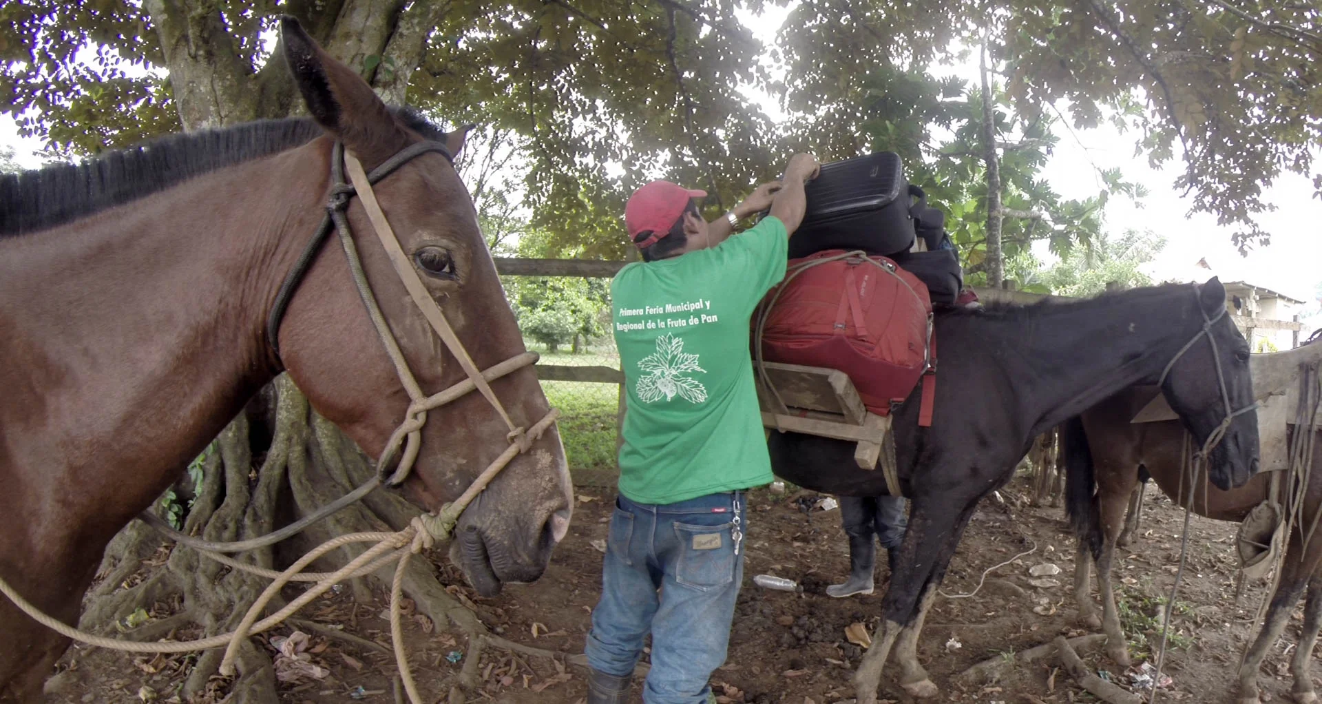 Skeptical Donkey, Pueblo Nuevo - video still, Tom