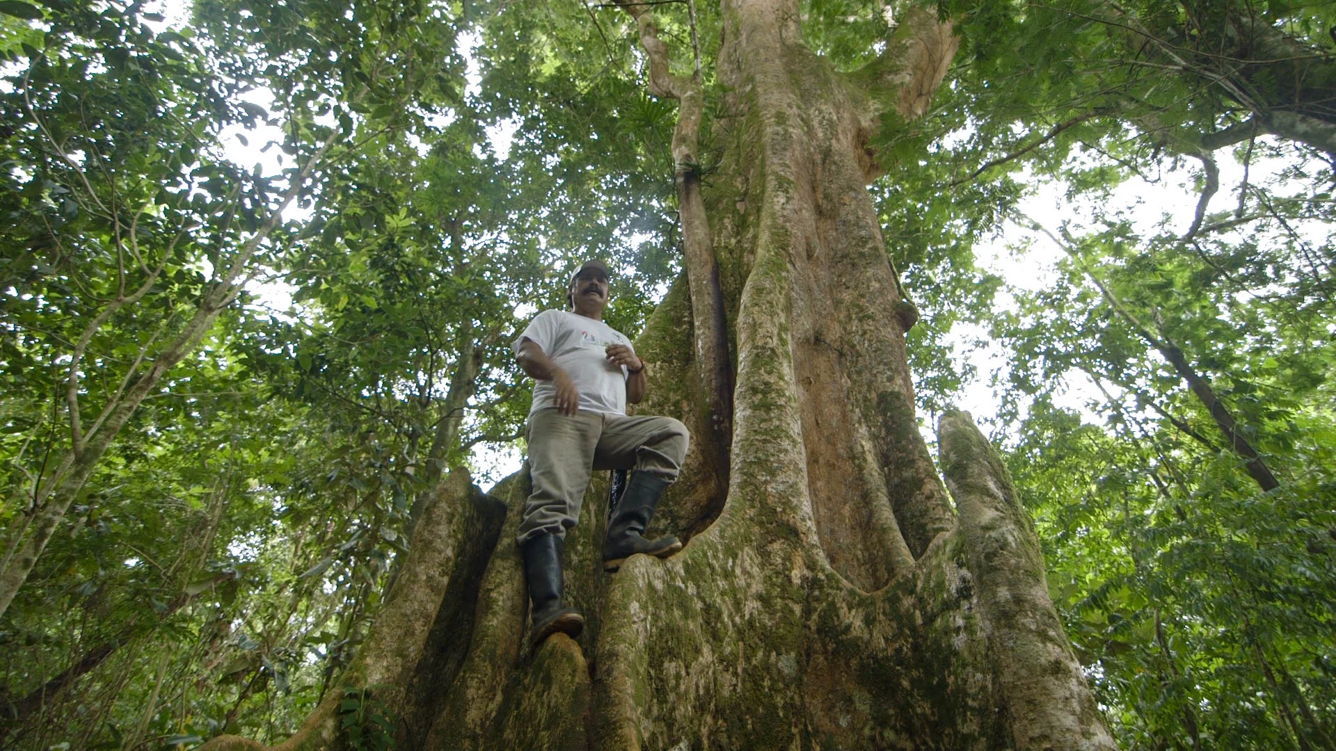 Tito, Singing in an Ebo tree - video still, Tom