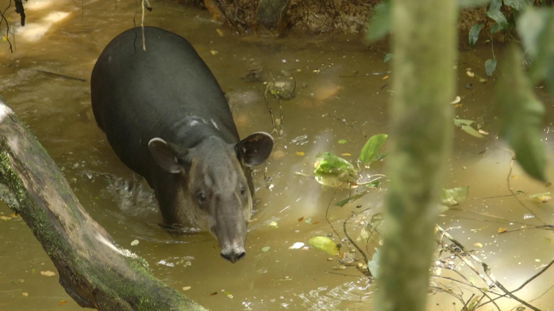 Batata Splashes Down - video still, Tom