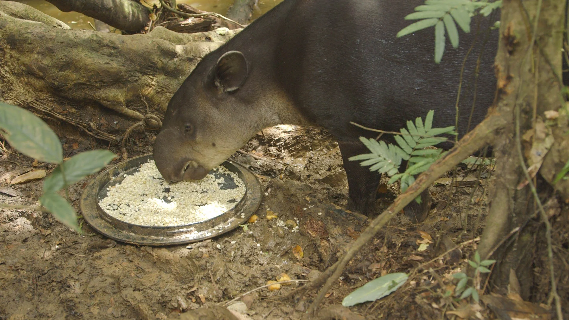 Batata Eats - video still, Tom