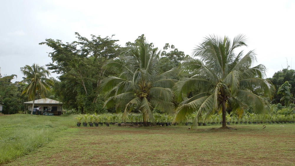 Coconut Tree and Starters