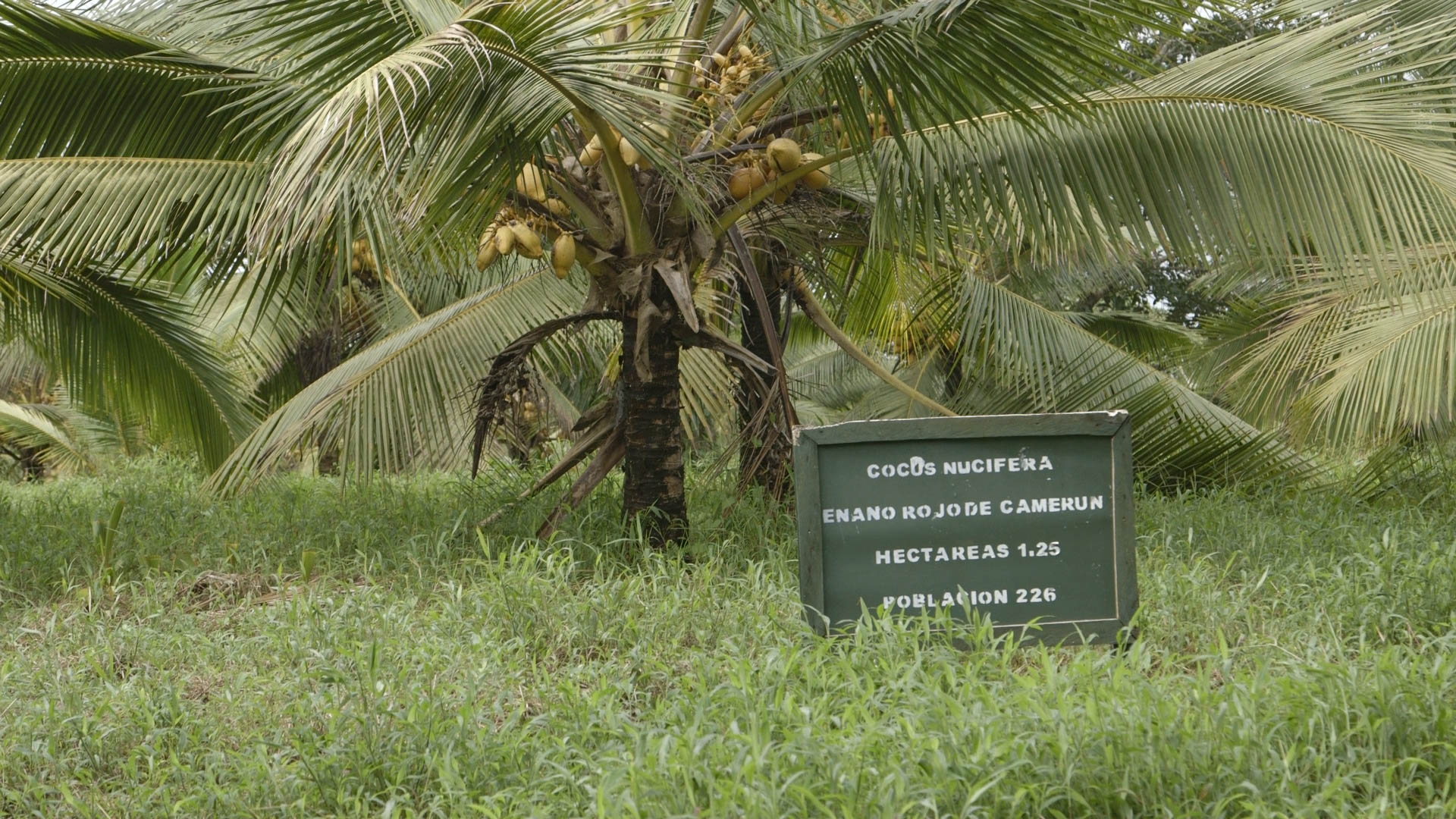 Coconut Tests