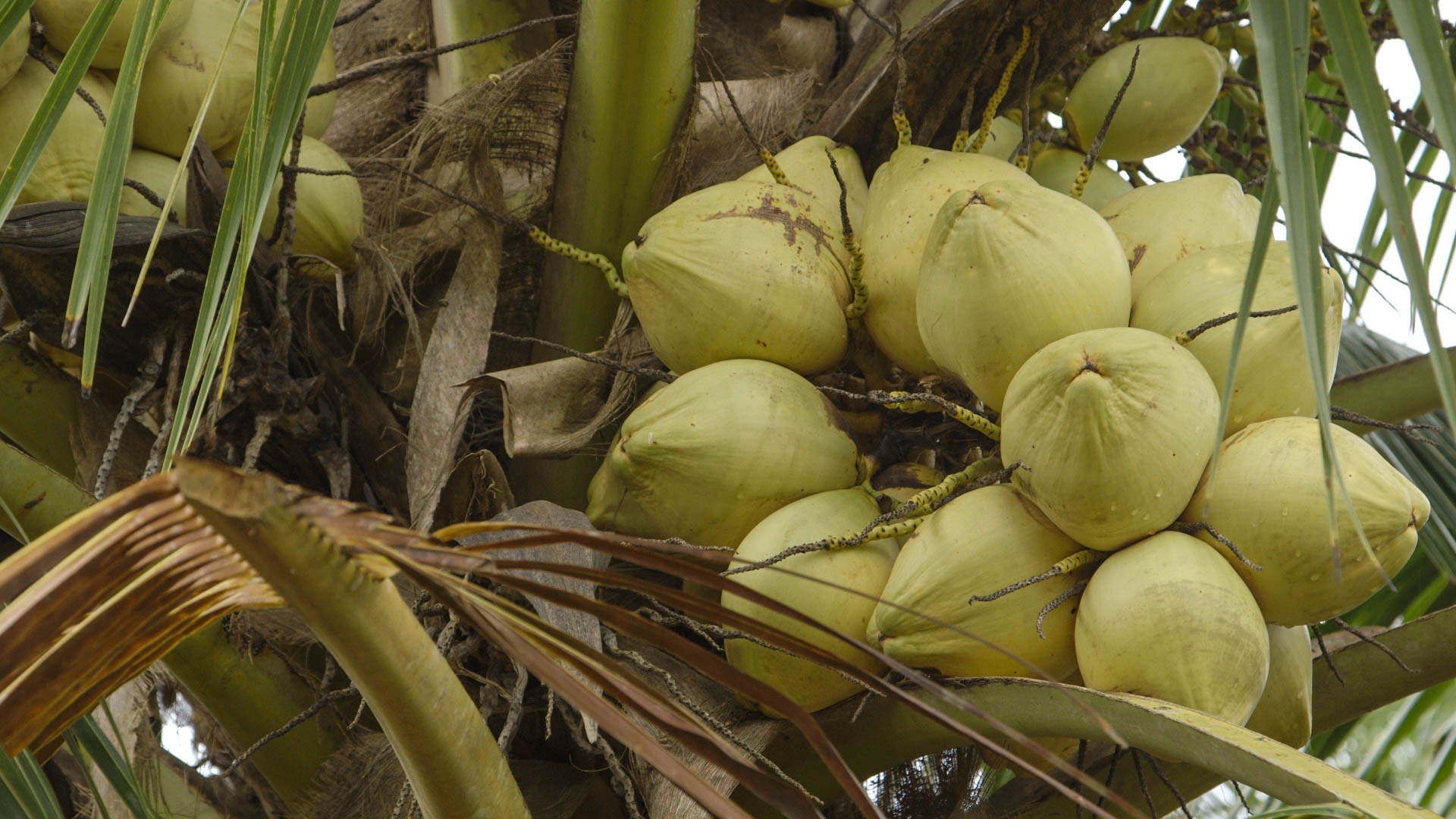 Big Coconuts