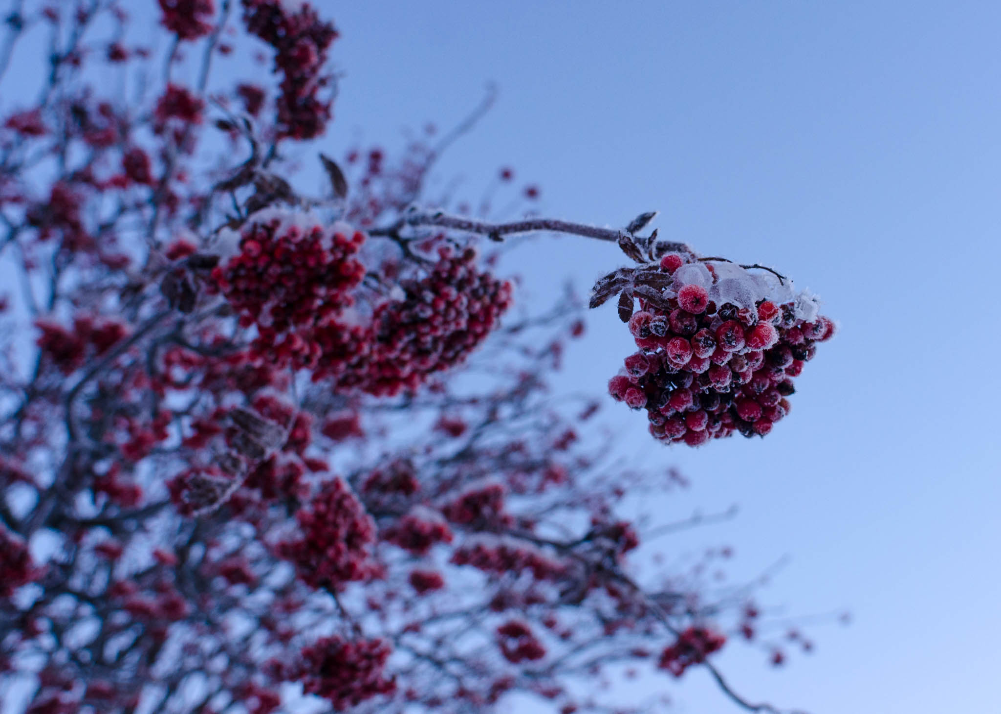 Rowanberries