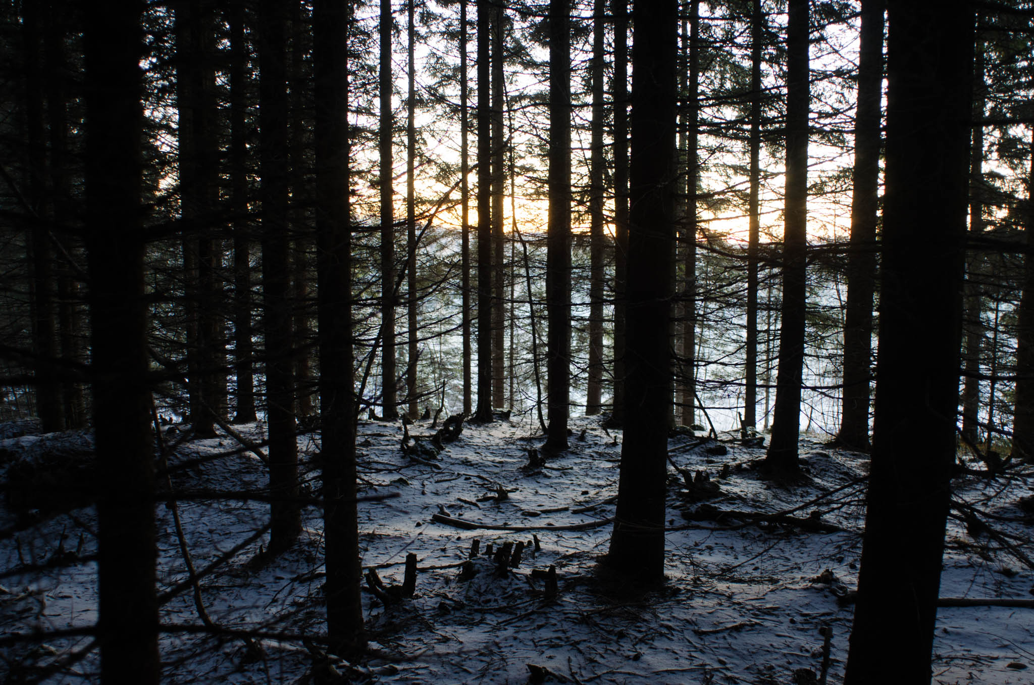 Forest, Selkie