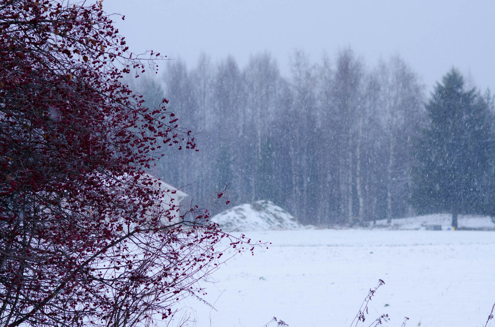 Rowanberry Tree and Snow, Selkie