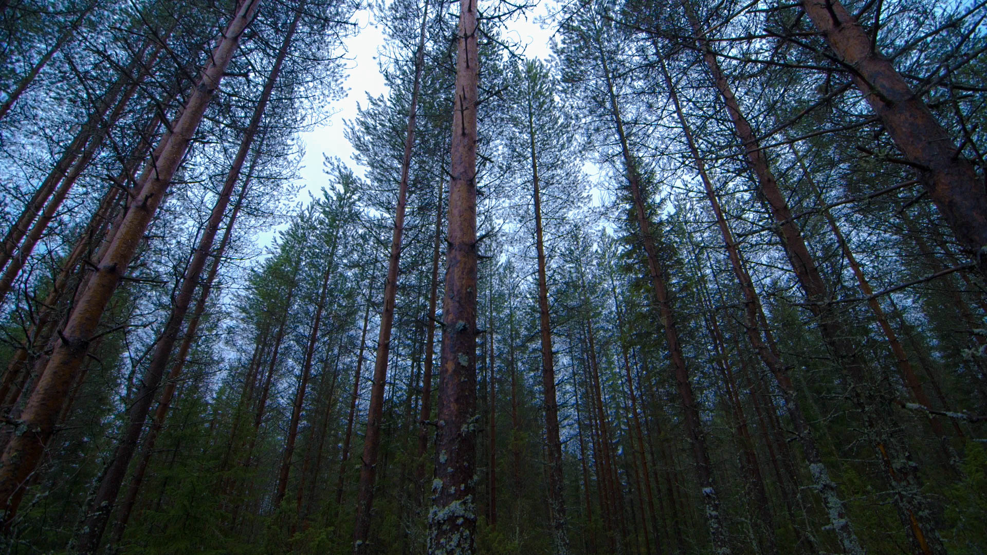 Forest.jpg