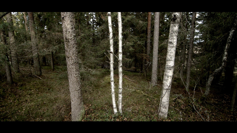 Birch.jpg