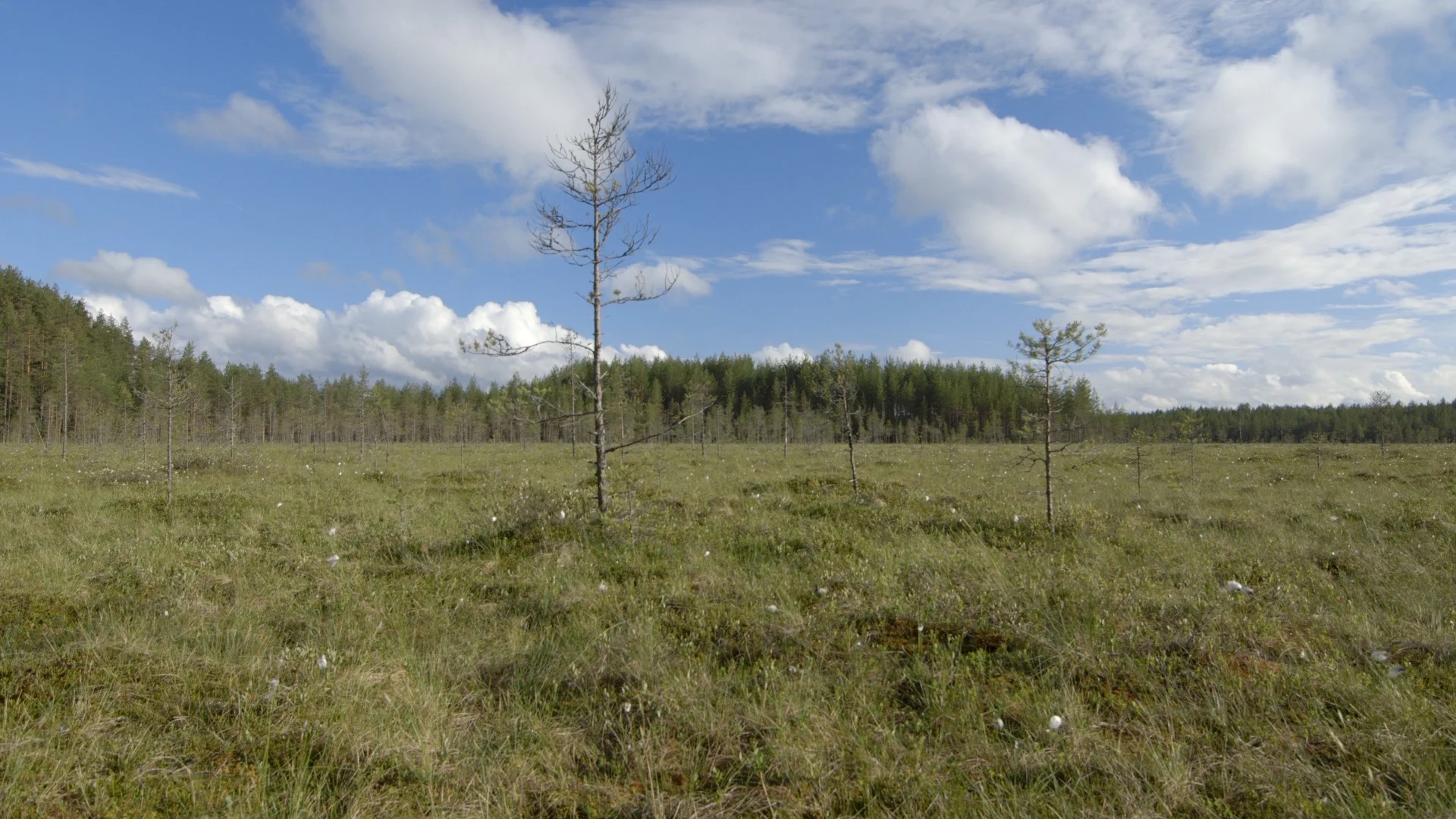 Vehkasuo, Summer