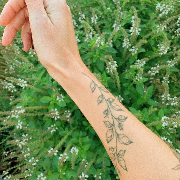 Manjeric&atilde;o da Maju cicatrizado! Obrigada pela fofo maravilhosa!
.
.
.
#basil #manjeric&atilde;o #botanicaltattoo #ttt #delicatetattoo #botanicalart #tattoodelicada #tattoosp #tatuagemdelicada #basilico
