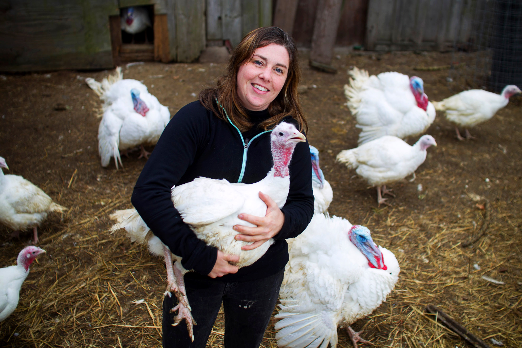  Kate Stillman, owner of Stillman Quality Meats, poses for a photo while holding a Broad Breasted White Turkey hen while standing inside a pen among the turkeys raised on her farm in Hardwick, Massachusetts on November 19, 2015. 

 