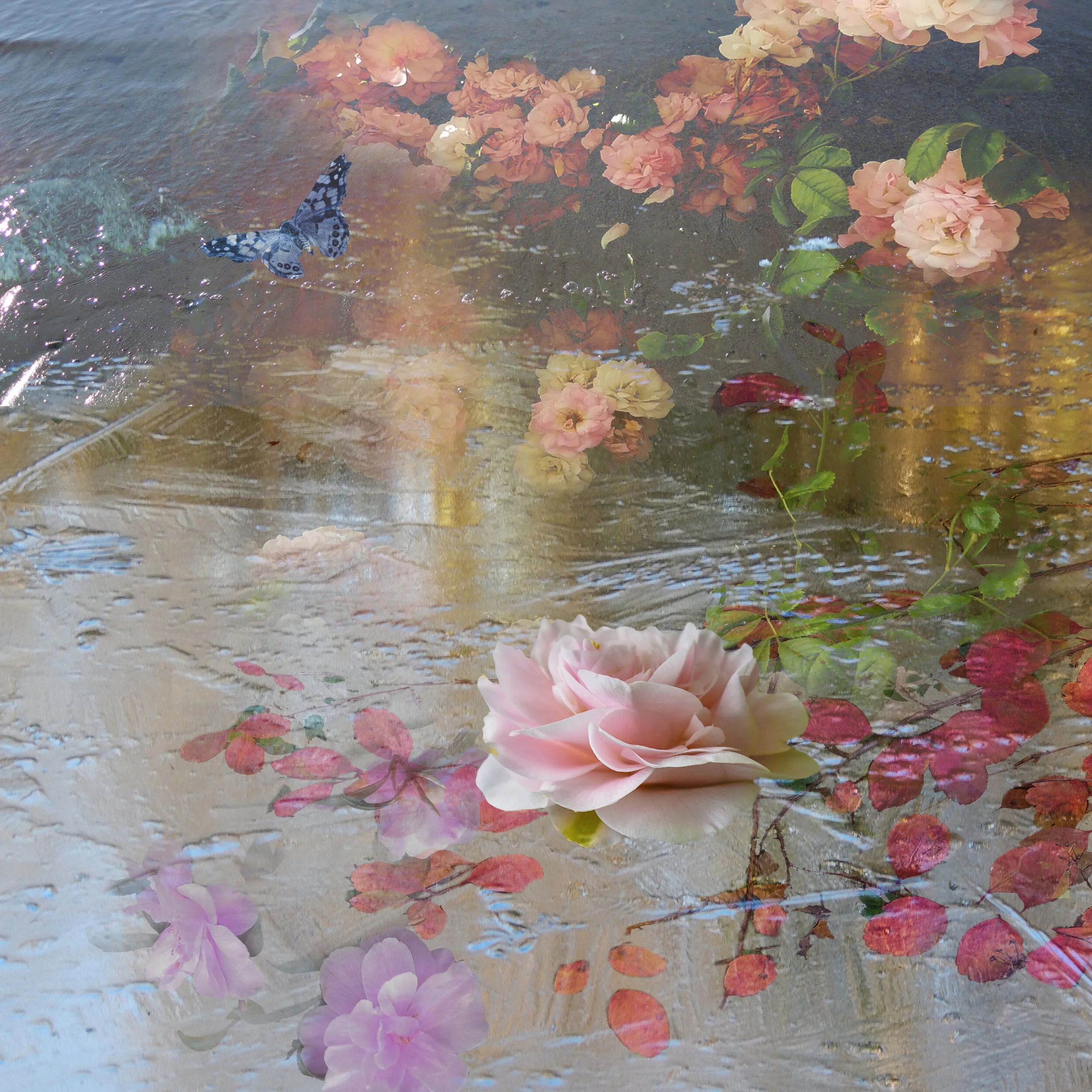 pink camelia on ice with reflections.jpg