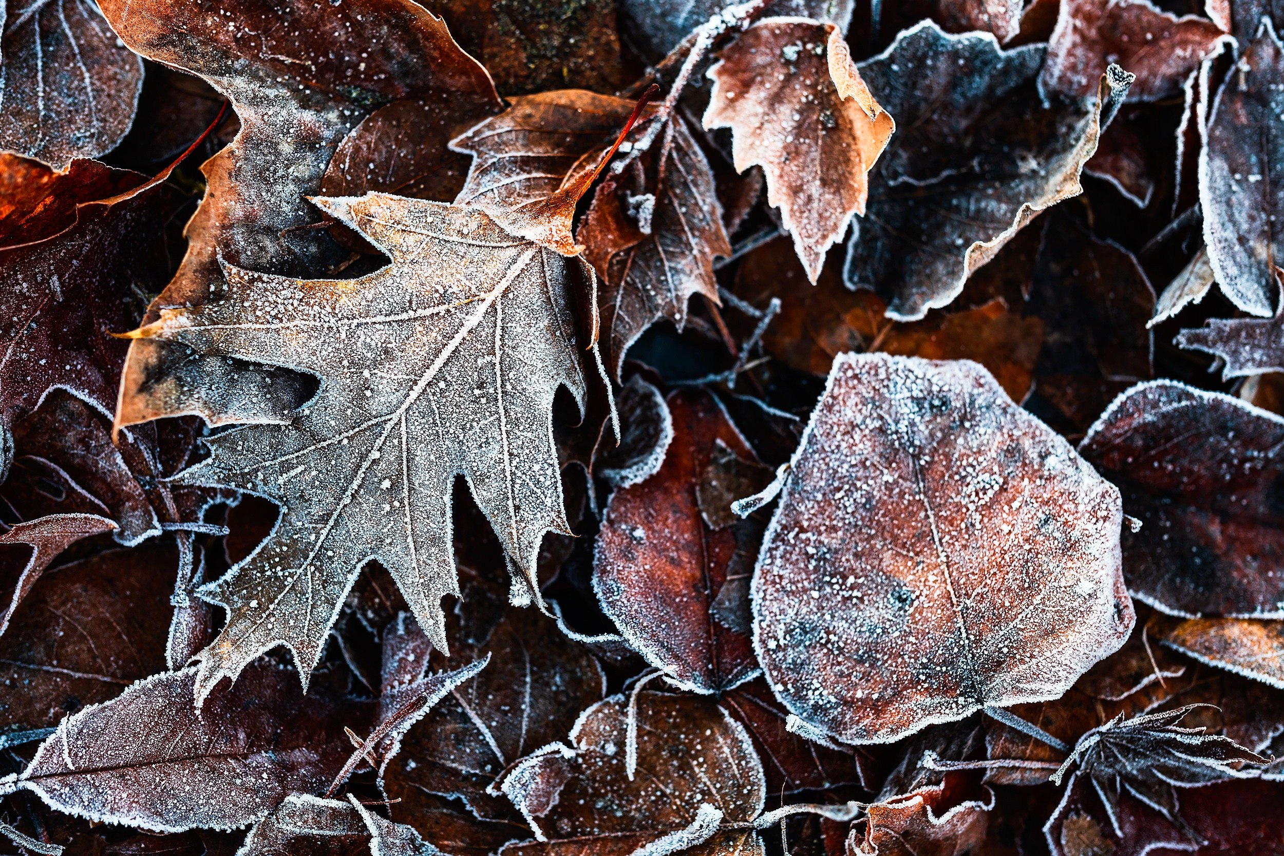 Frost Leaves. Seward Park, Seattle.