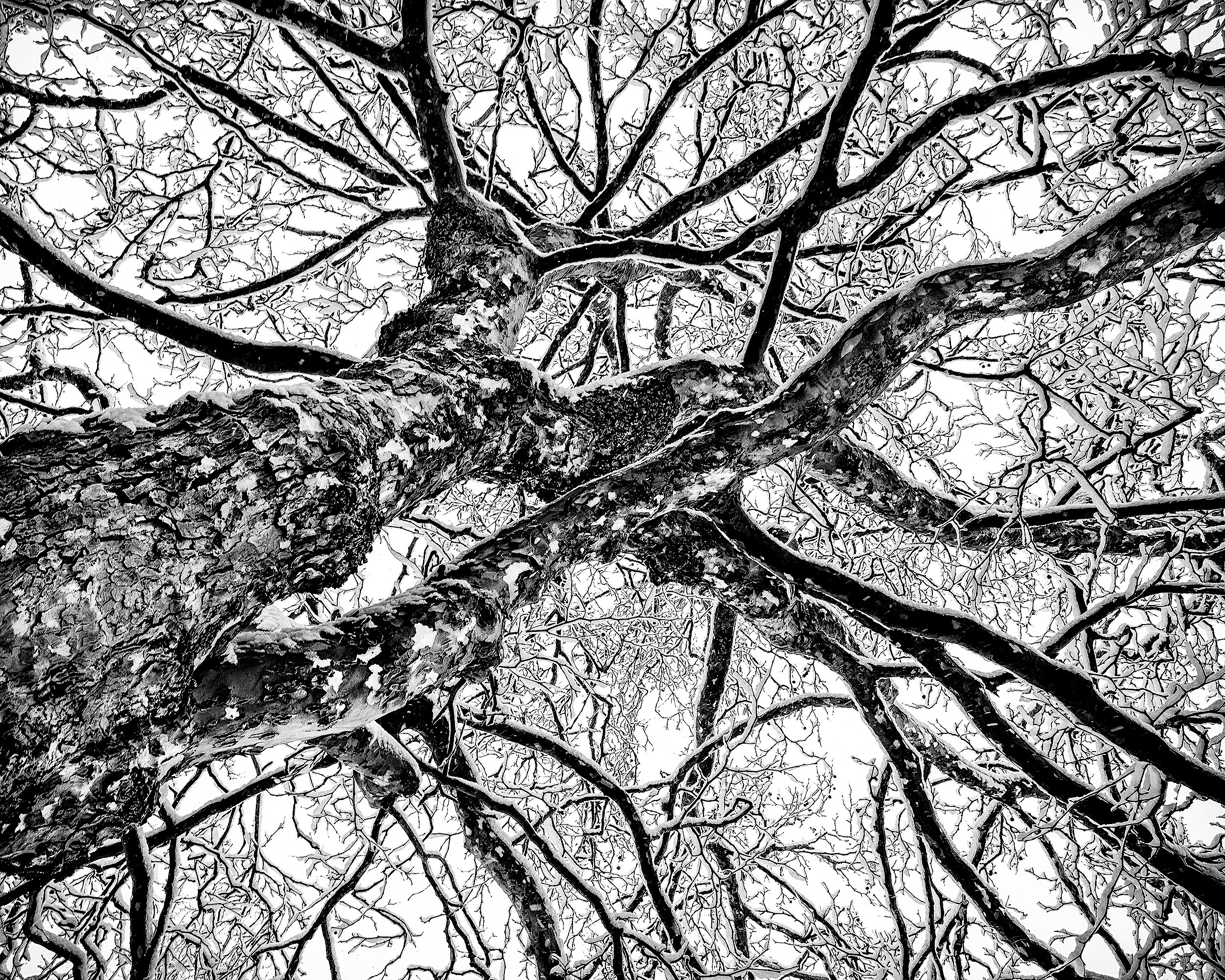 Snow-covered tree in blizzard. Seward Park, Seattle