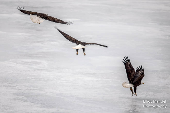 baldeagles_2.11.15_by_ElliotMandel-15.jpg