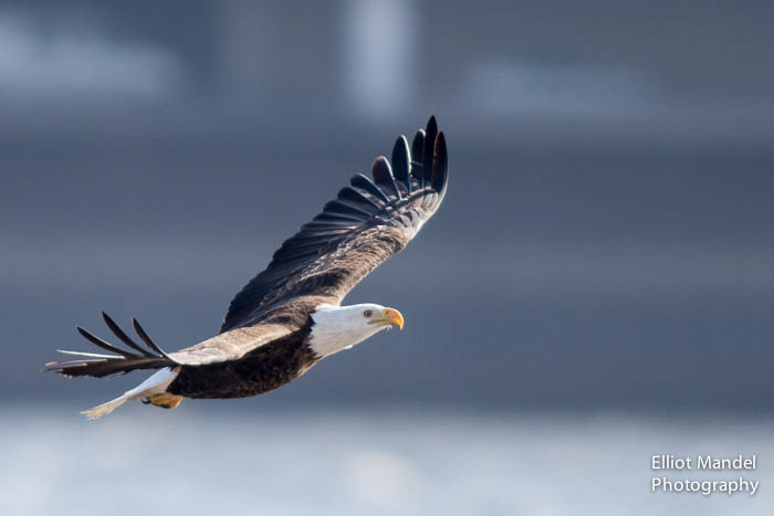 baldeagles_2.11.15_by_ElliotMandel-19.jpg