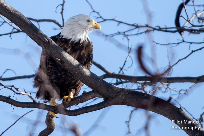 baldeagles_2.11.15_by_ElliotMandel-18.jpg