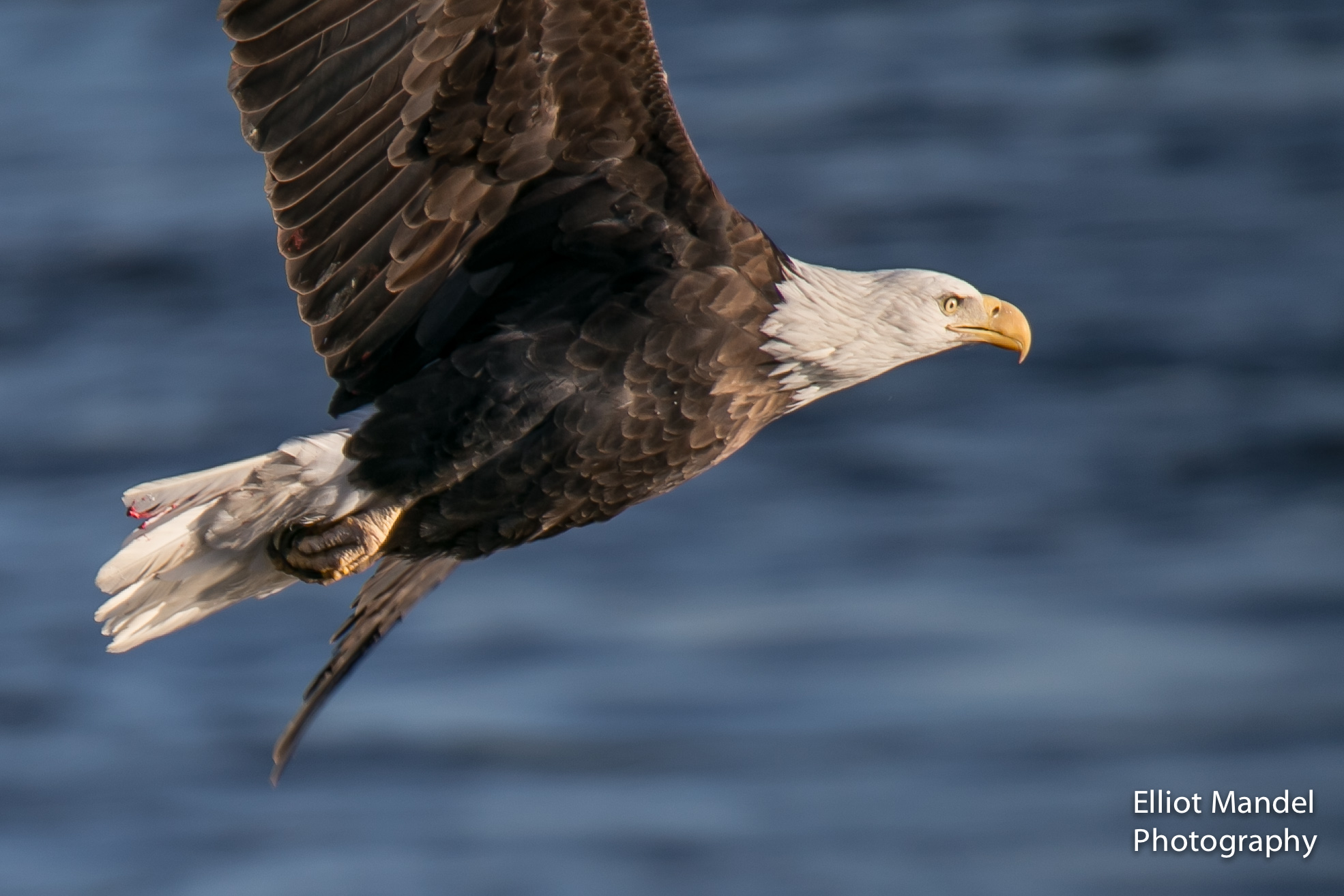  A bald eagle hunts over the Mississippi River in Davenport, IA, January 13, 2018.&nbsp; 