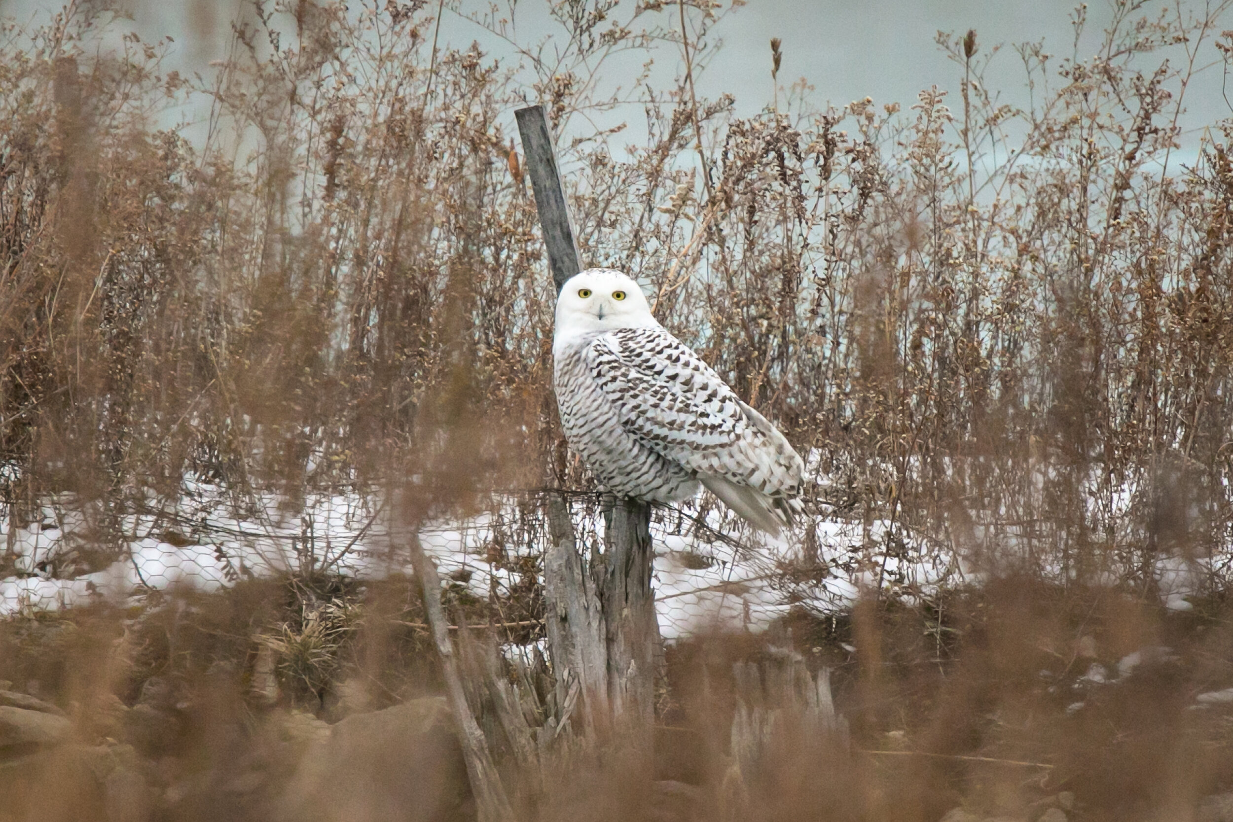  January: My visit with a snowy owl on Northerly Island. 
