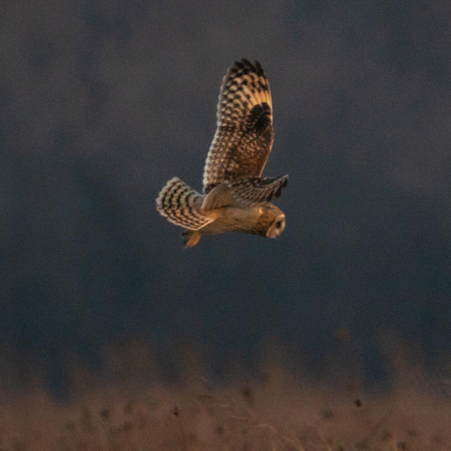 Mediocre shots of Superb Owls.
🦉
Attempting to catch short-eared owls at sunset as they hunted over Midewin International Tallgrass Prairie last December. 
🦉
Happy #SuperbOwlSunday