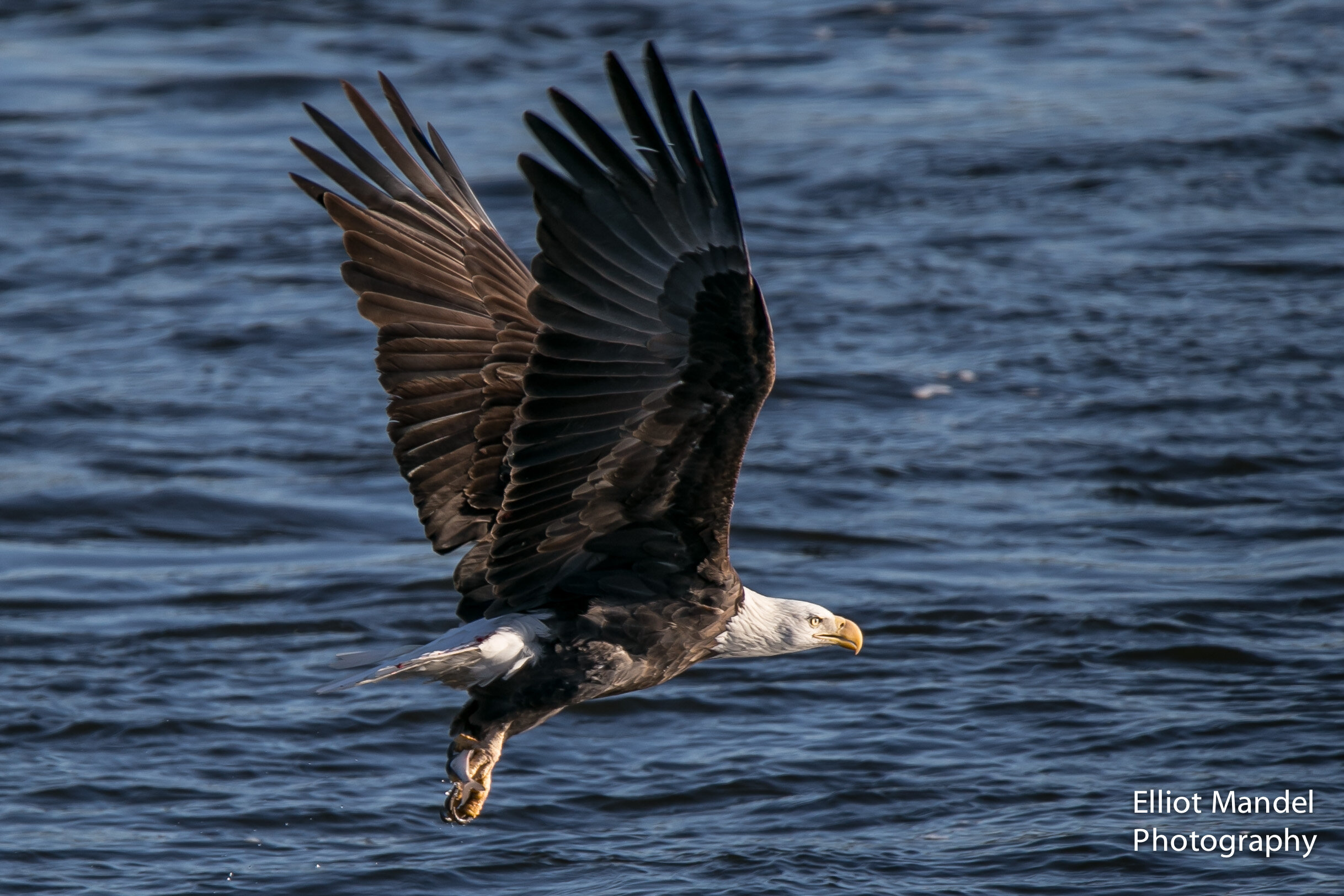 BaldEagles_1.13.18_by_ElliotMandel-16.jpg