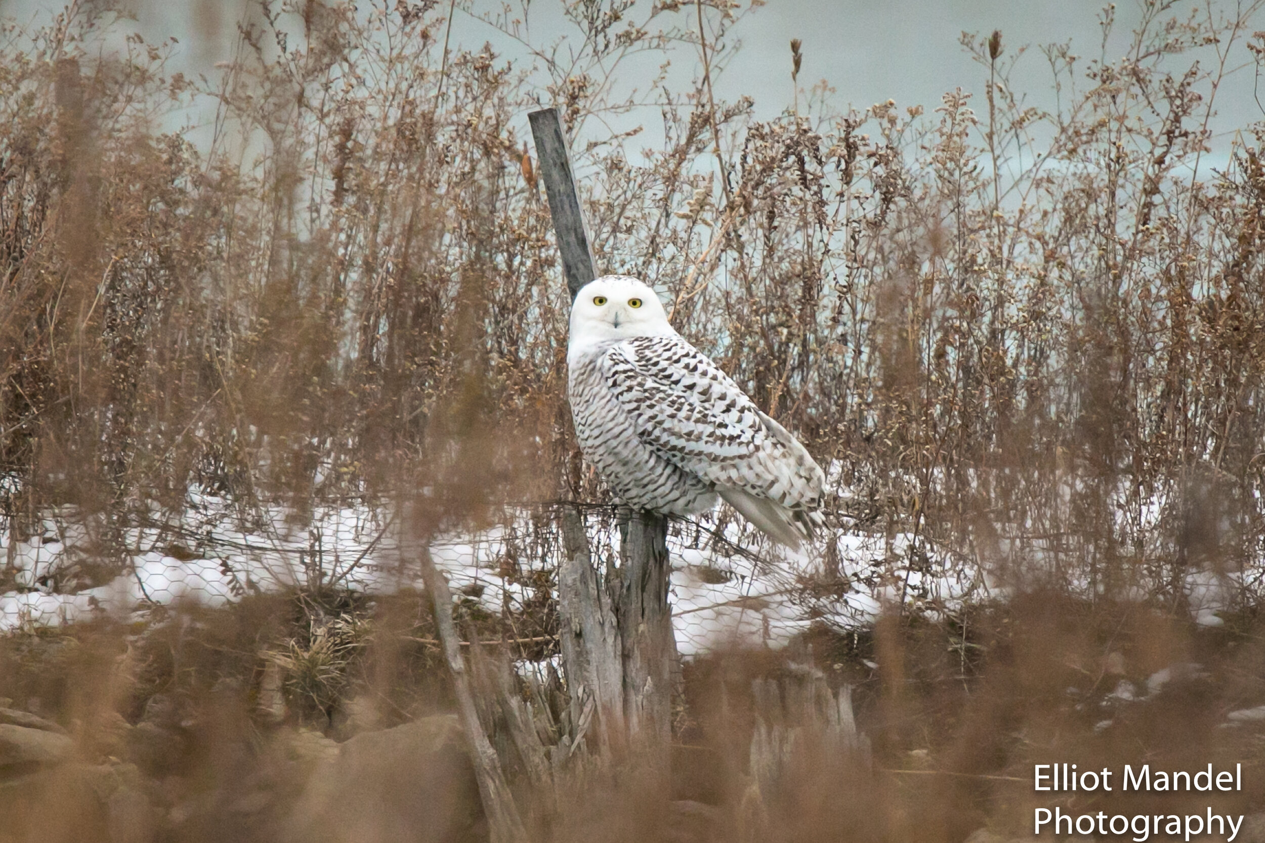 SnowyOwlNortherlyIsland_1.18.19_by_ElliotMandel-9-2.jpg