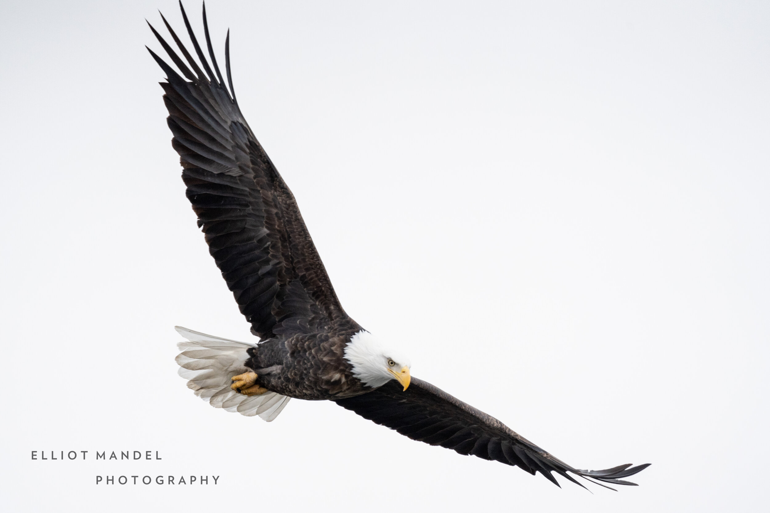 baldeagles_2.19.21_by_ElliotMandel-1.jpg