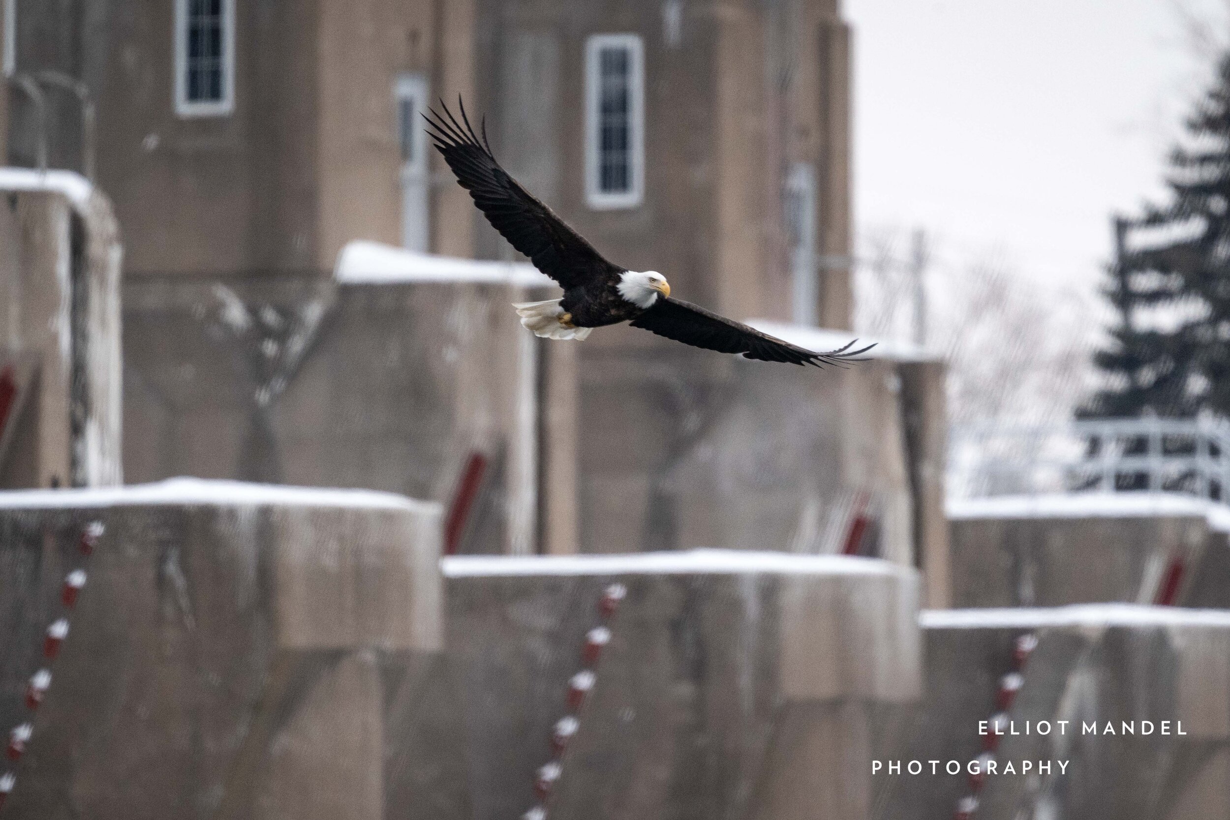 baldeagles_2.19.21_by_ElliotMandel-4.jpg