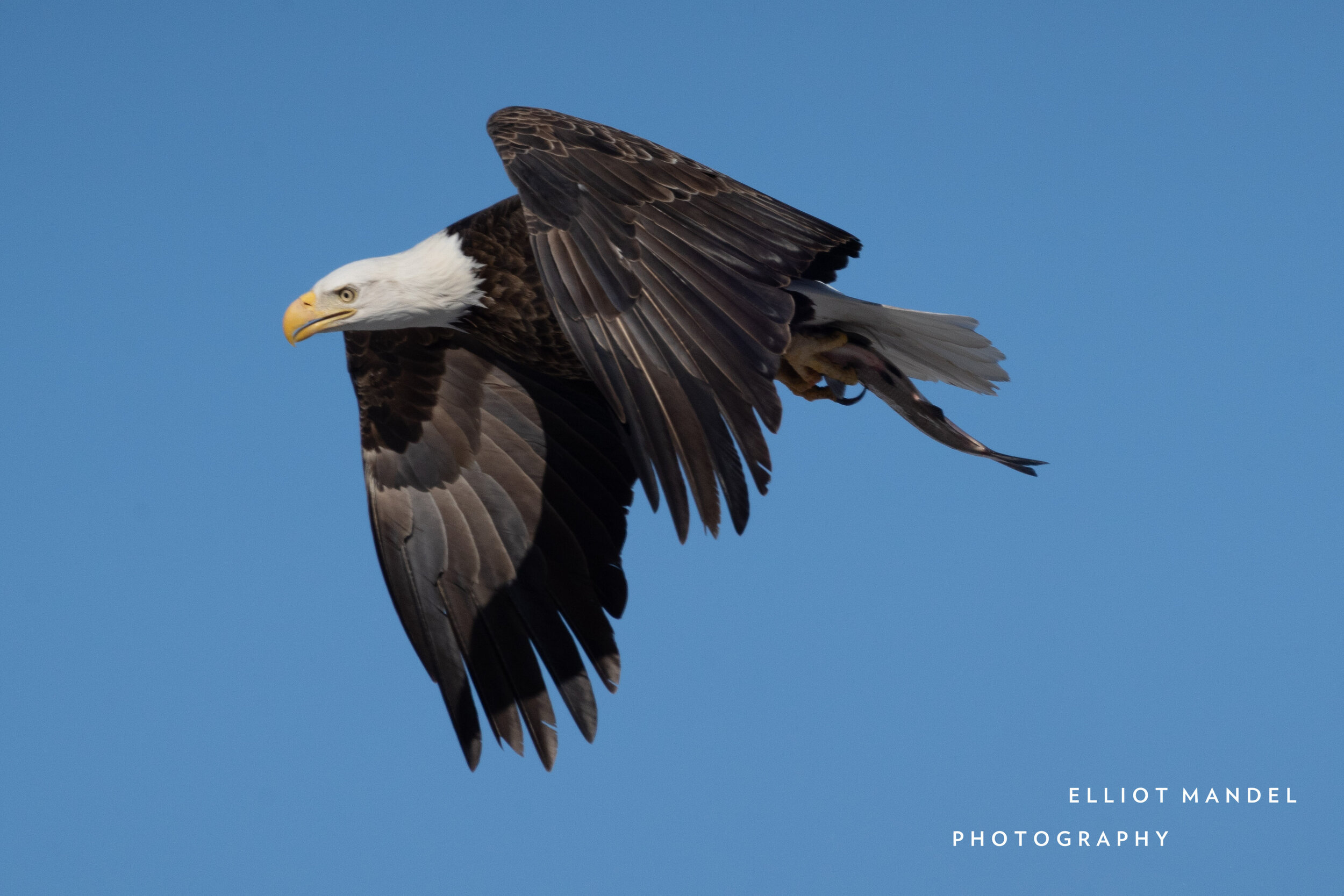 baldeagles_2.24.21_by_ElliotMandel-2.jpg