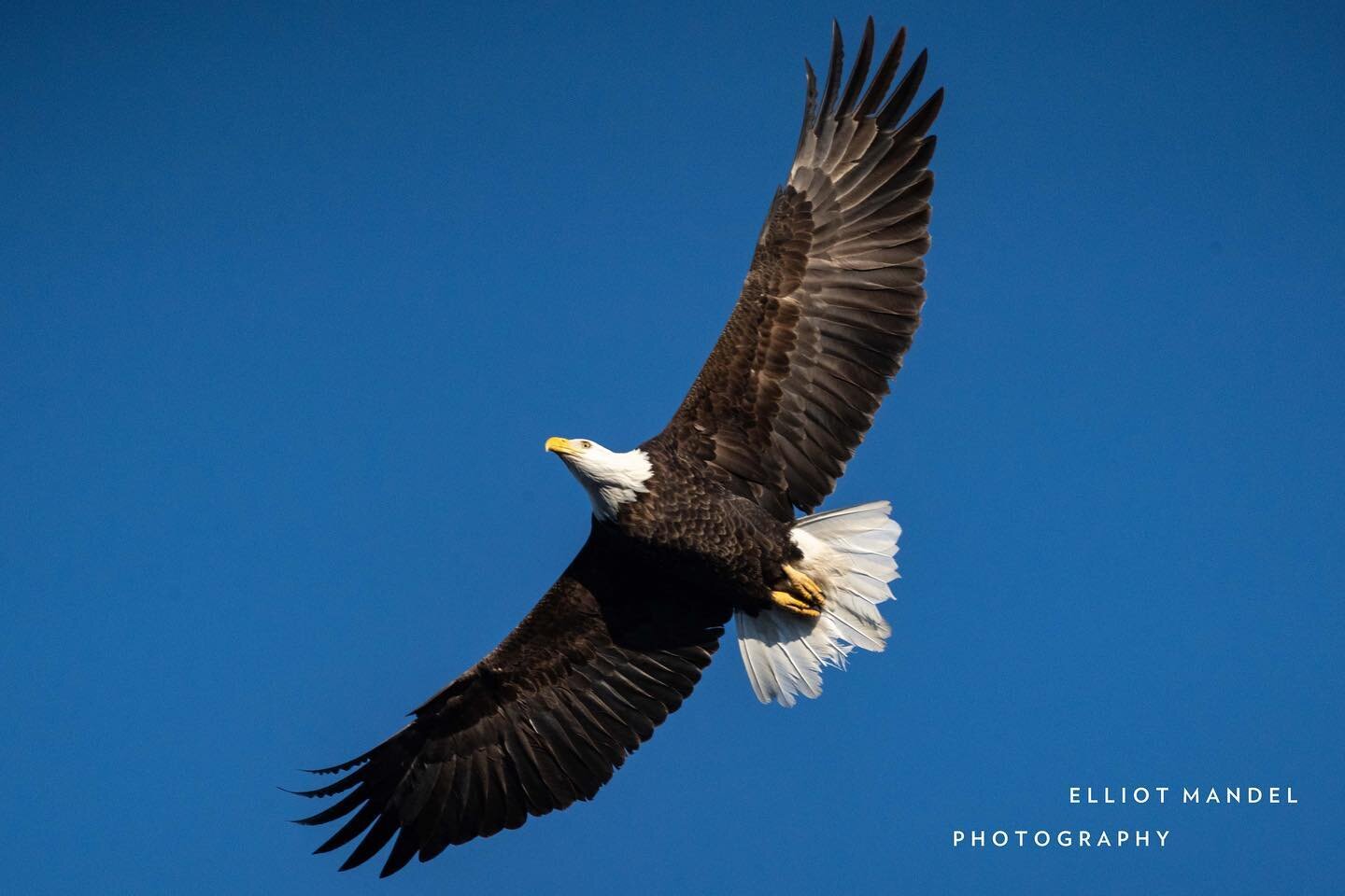 🦅 Bald eagles are the best. So I loaded up the car with a long lens, layers, and lots of coffee, and headed out to the Mississippi River. Check out the gallery for more of my favorite shots on the blog.
🦅
Photos &copy; copyright 2021 by Elliot Mand