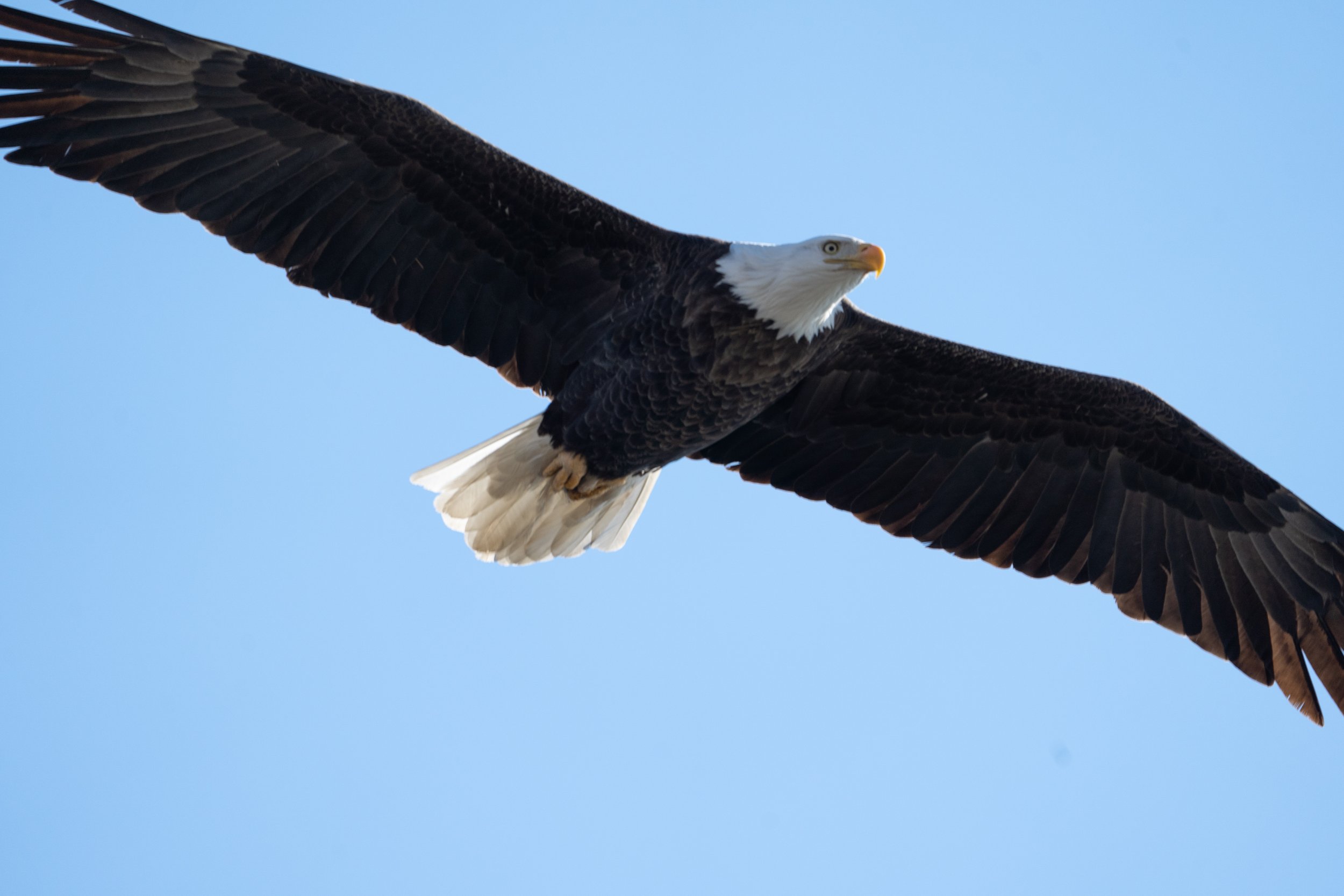  Bald eagle above the Mississippi River. 