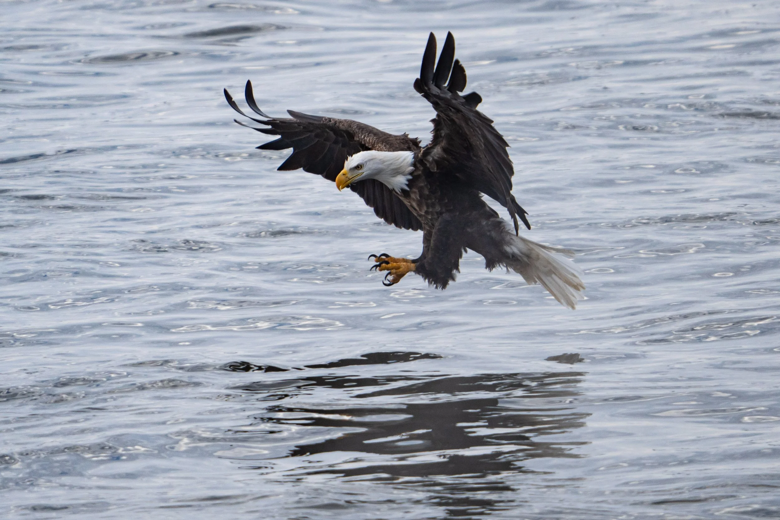 baldeagles_1.20-21.24_by_ElliotMandel-4.jpg