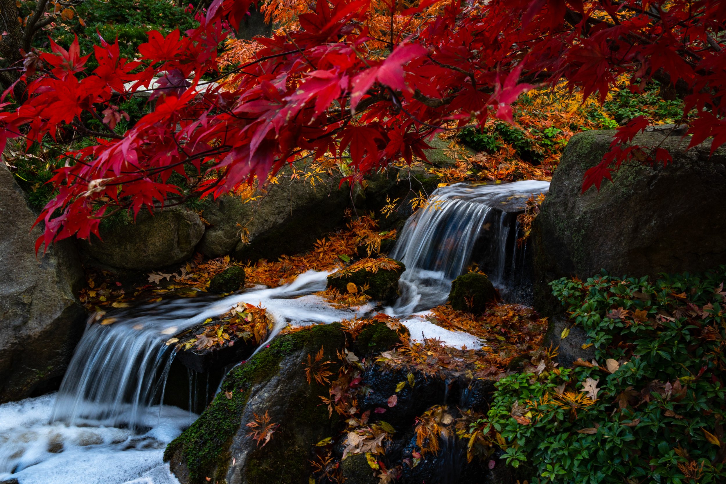 RockfordJapaneseGarden_11.11.21_by_ElliotMandel-25.jpg