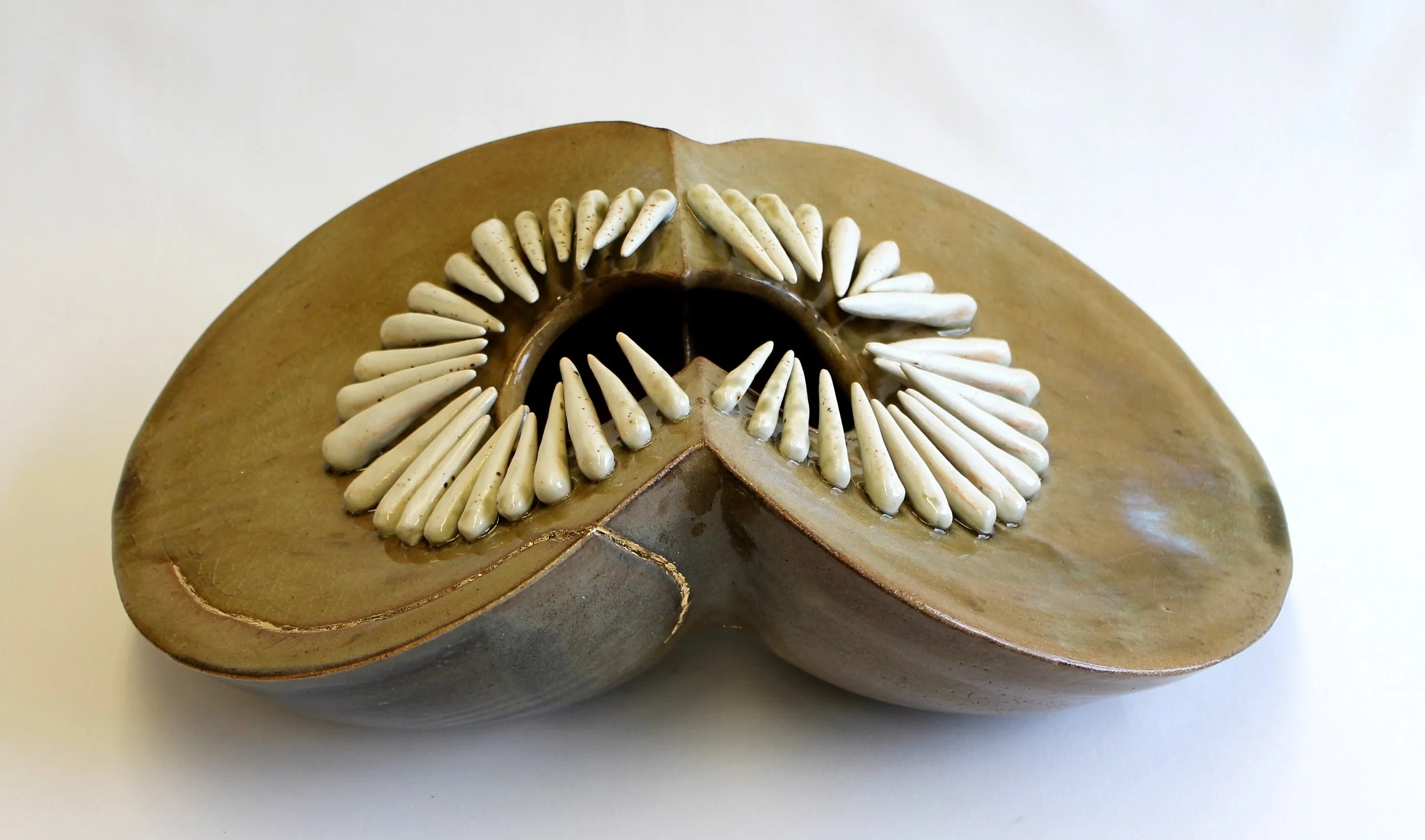 20. dentata6 6.5x17.5x10.5.jpg