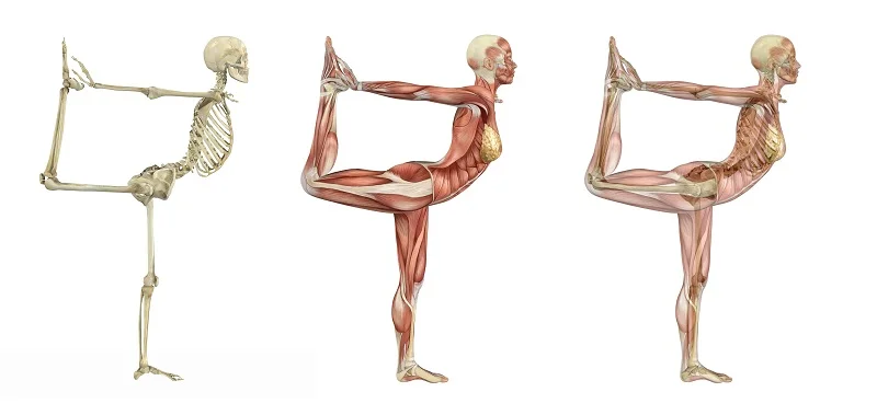 yoga anatomy