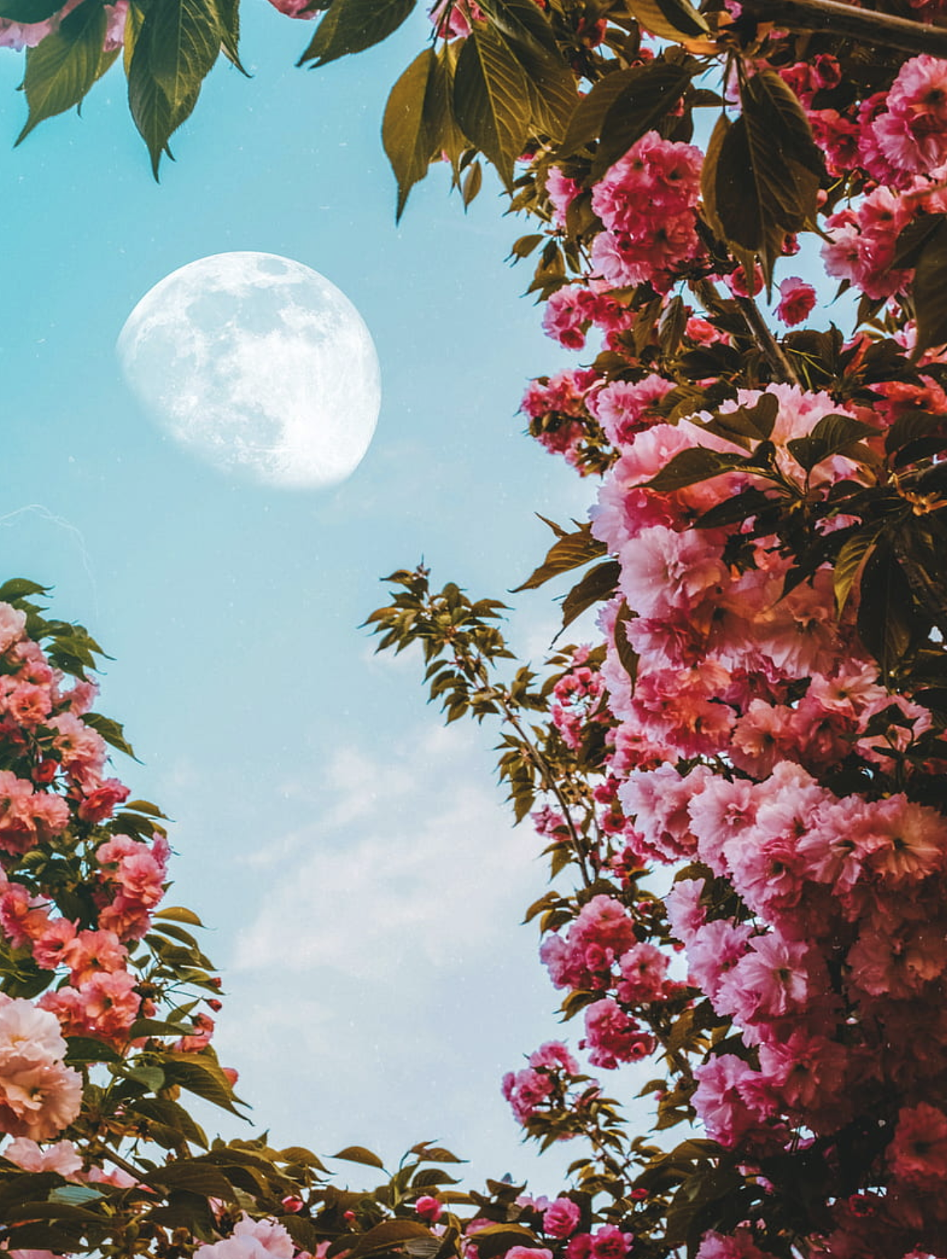 Leo Full Moon Yoga, Meditation &amp; Reiki Drumming