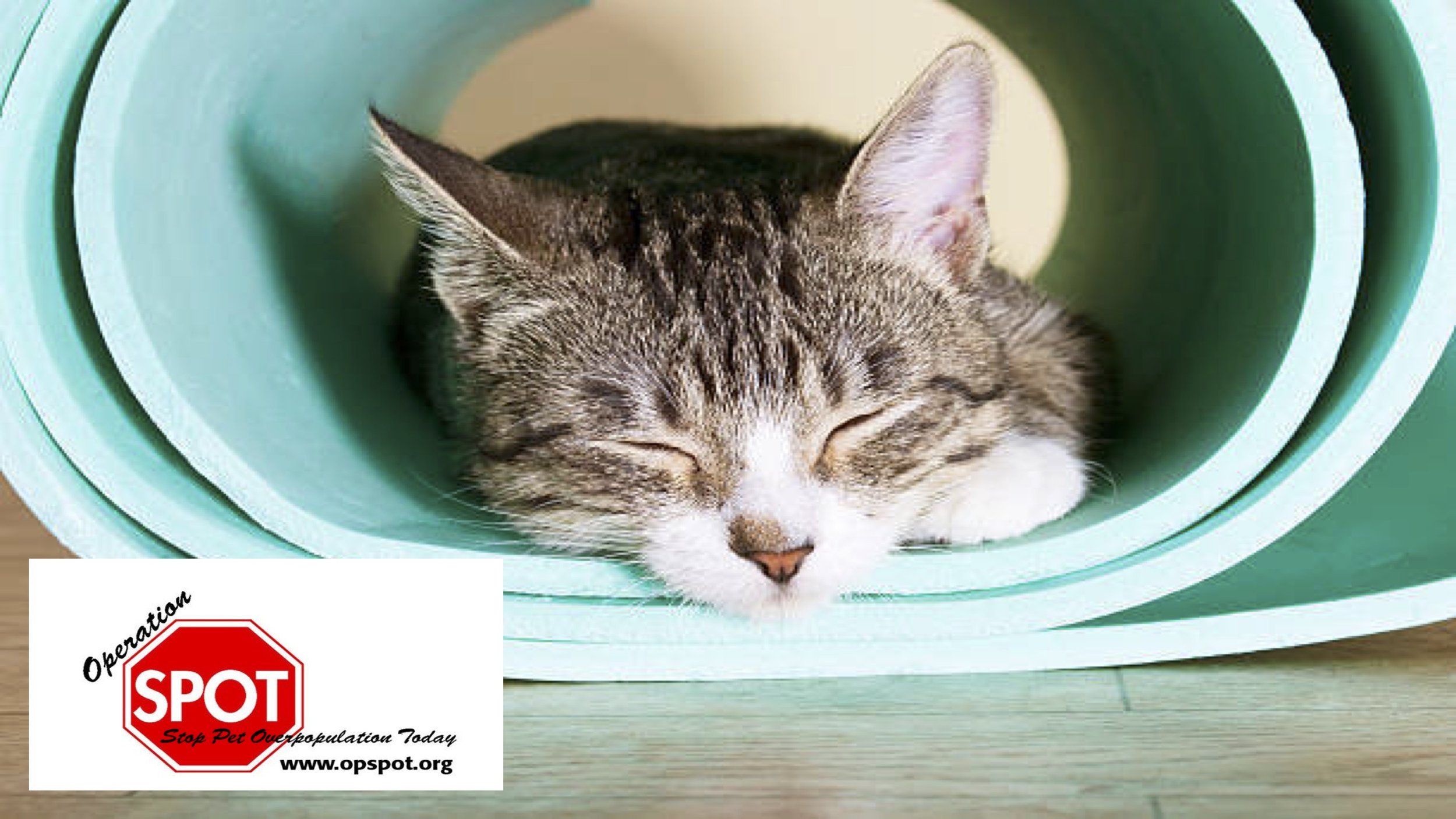 Cats on Mats: Yoga &amp; Kitten Cuddles for a Cause 