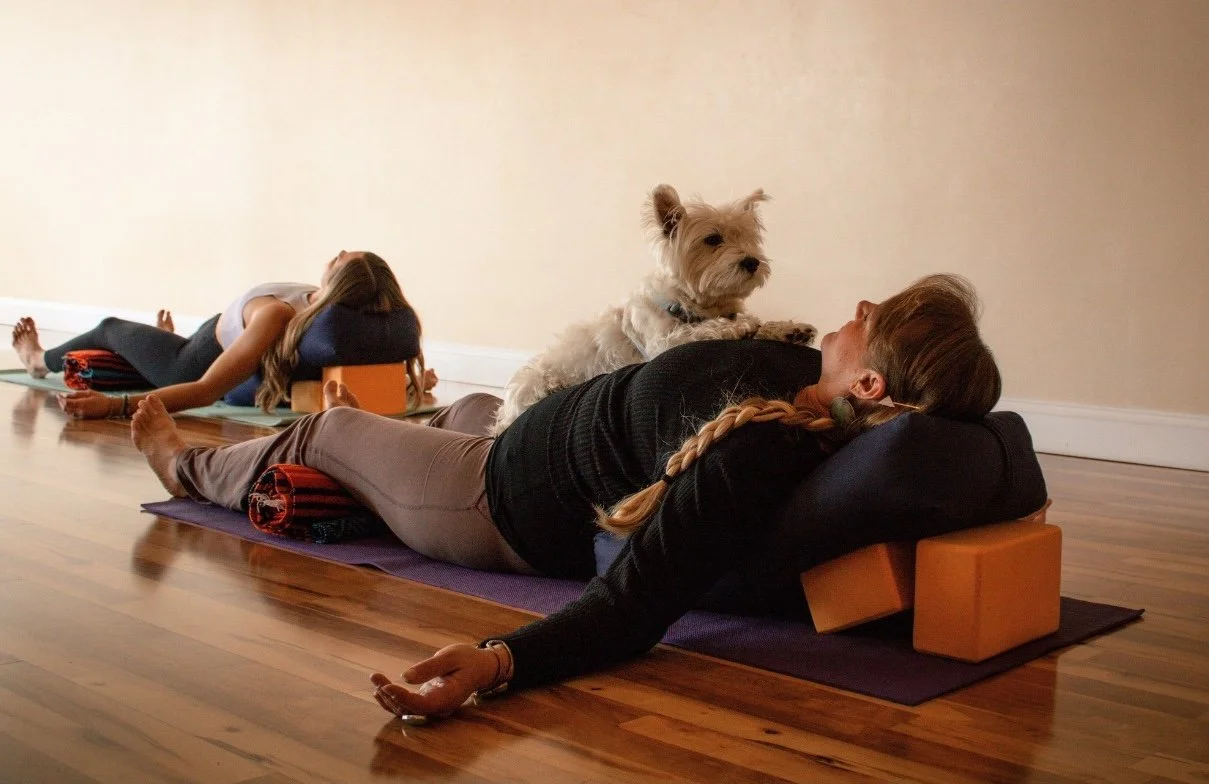 Gentle Yoga with Therapy Dogs