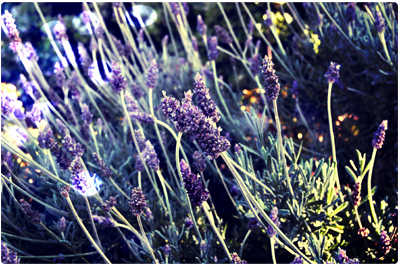 Soothing the Nervous System: Herbs, Somatics &amp; Breathwork