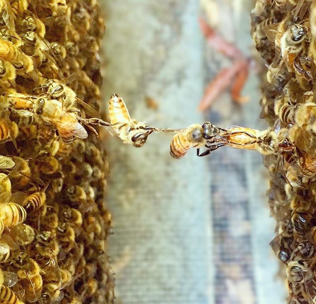 We are thankful for all of our #beethechange friends + pollinator advocates!! Happiest Thanksgiving to all of you celebrating today! 🦃🍂🐝💛 ✨ ⁣⁣
⁣⁣
⁣⁣
⁣⁣
📷 @beedowntown