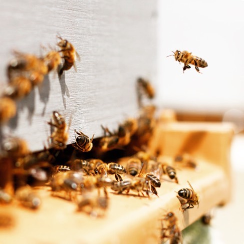 Did you know the U.S. Department of Agriculture estimates that honeybees pollinate over 80 percent of the country&rsquo;s crops&mdash;meaning bees pollinate over $20 billion worth of crops each year! On top of that, Americans consume nearly 285 milli