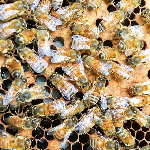 Did you know that during the colder seasons, worker bees can live for over nine months? Although in the summer, they rarely last longer than six weeks&mdash;they literally work themselves to death. Bees are incredibly hard workers and we should not l
