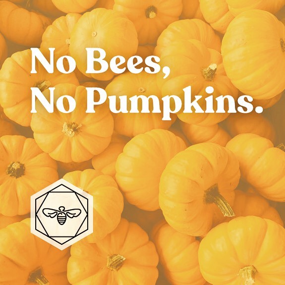 Without bees, there would be no pumpkins. This means no pumpkins for Halloween 🎃, nor other traditional foods we give thanks for at Thanksgiving (this includes PSL&rsquo;s 😉).
⁣⁣
Pumpkins require cross-pollination. Bees are needed to move pollen fr
