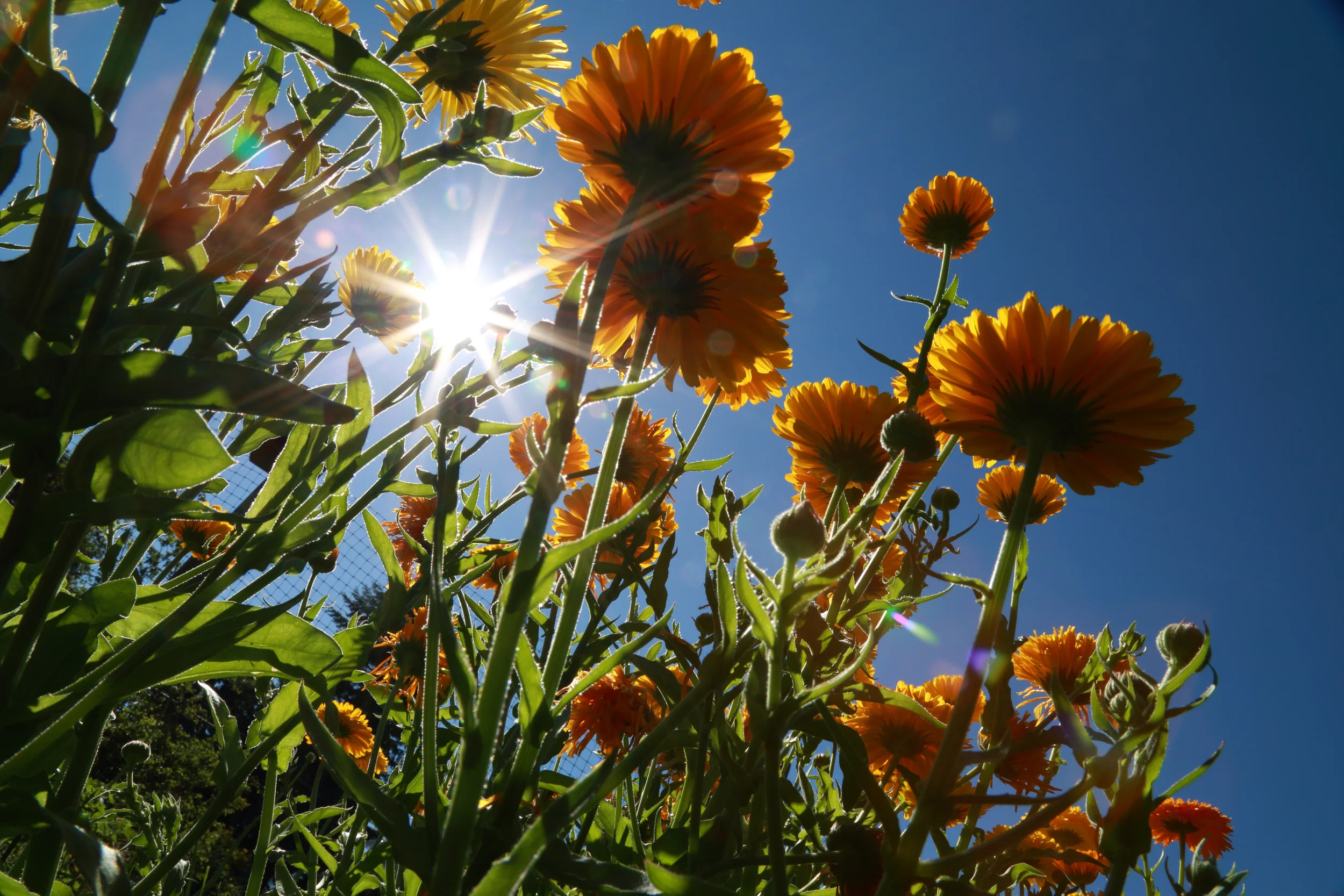 calendula.jpg