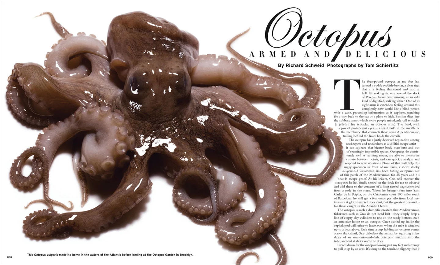 Octopus1 copy.jpg