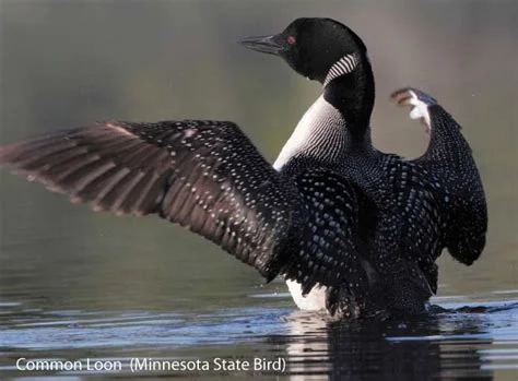 loon.jpg